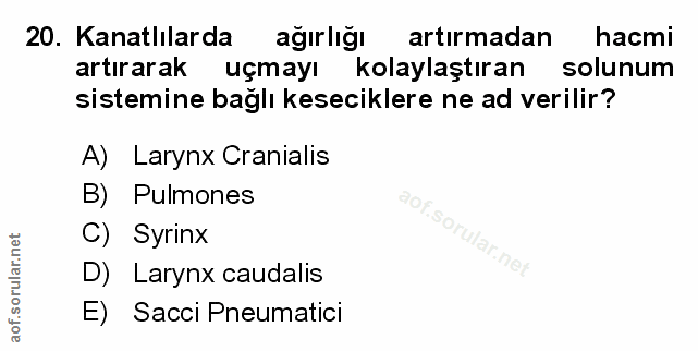 Soru 20