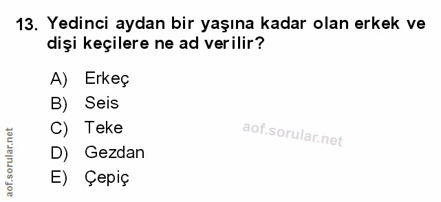 Soru 13