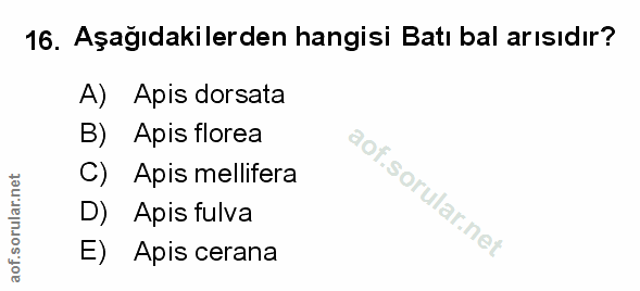Soru 16