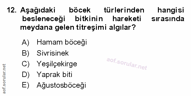 Soru 12