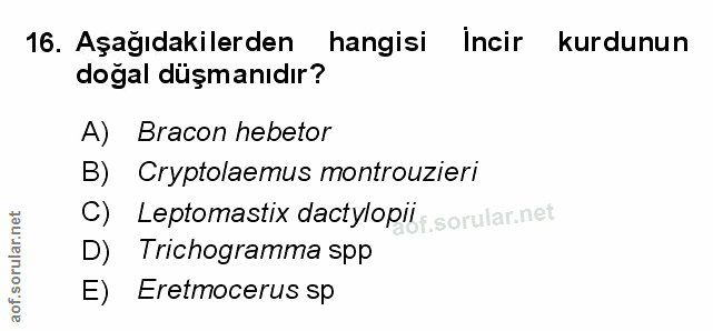 Soru 16