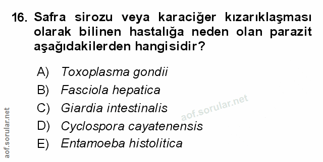 Soru 16