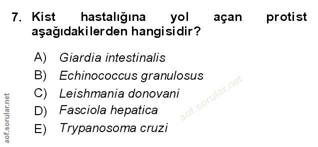 Soru 7