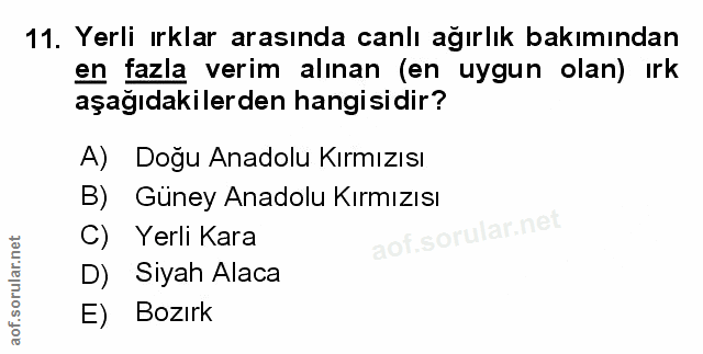 Soru 11