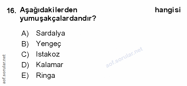 Soru 16