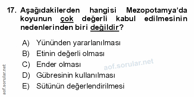 Soru 17