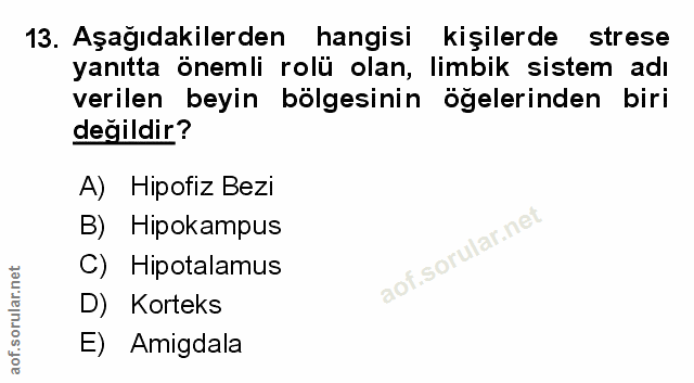 Soru 13