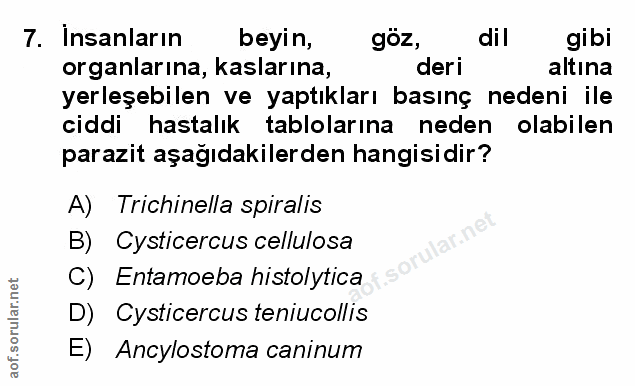 Soru 7
