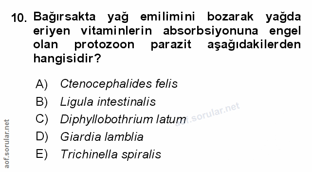 Soru 10