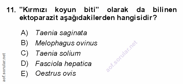 Soru 11
