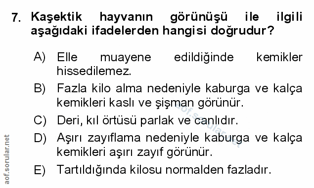 Soru 7