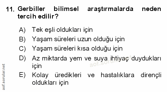 Soru 11
