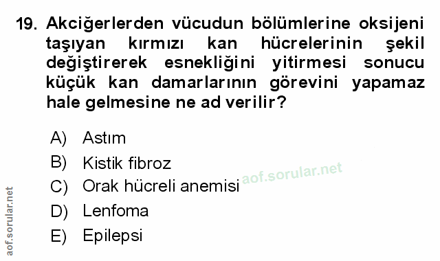 Soru 19