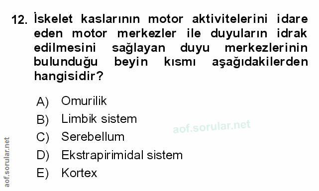 Soru 12