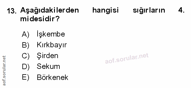 Soru 13