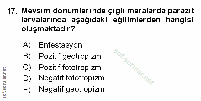 Soru 17