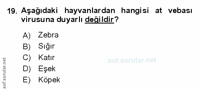 Soru 19