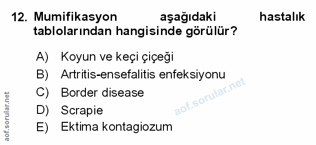 Soru 12
