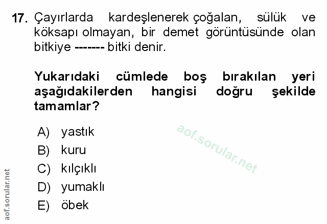 Soru 17