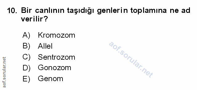 Soru 10