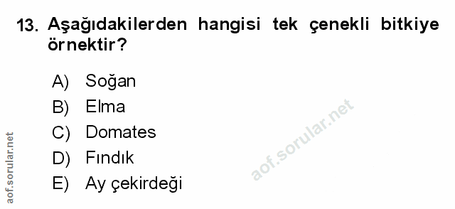Soru 13