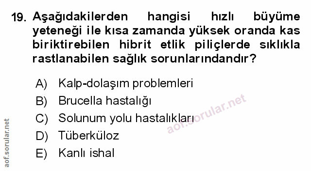 Soru 19