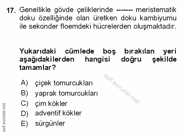 Soru 17