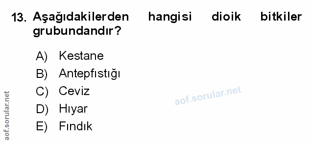 Soru 13