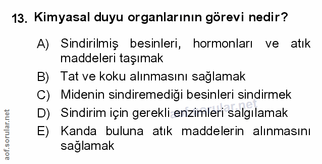 Soru 13