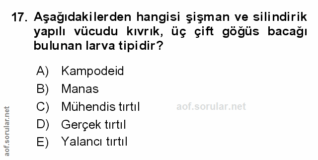 Soru 17