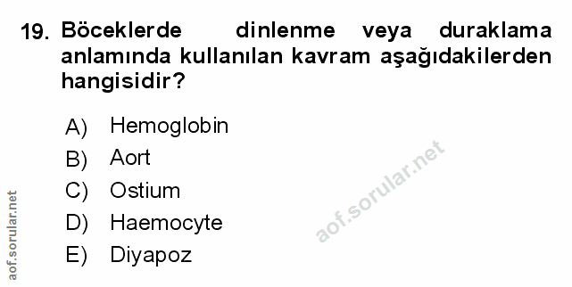 Soru 19