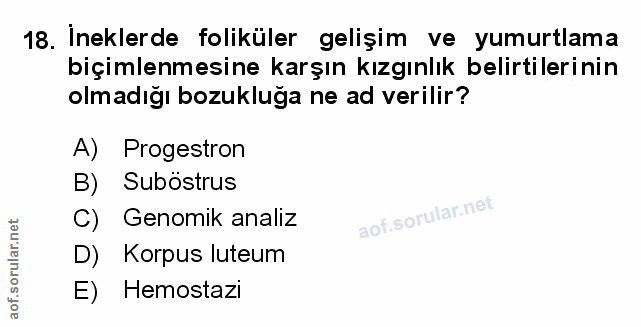 Soru 18