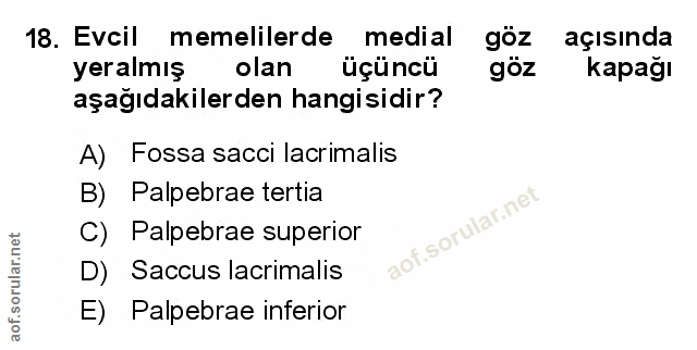 Soru 18