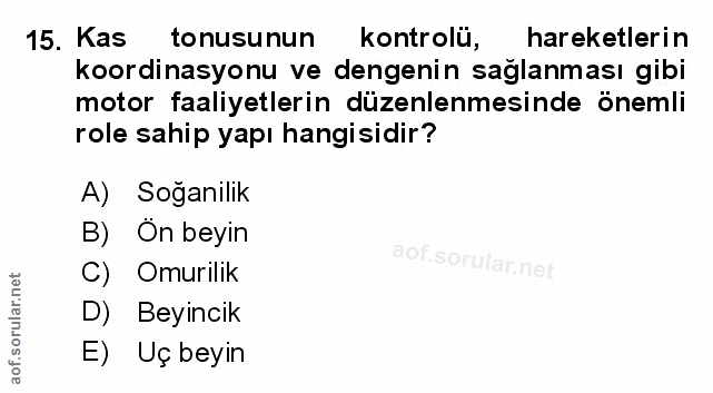 Soru 15