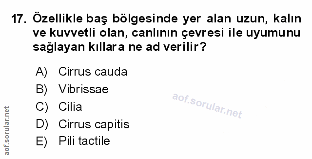 Soru 17
