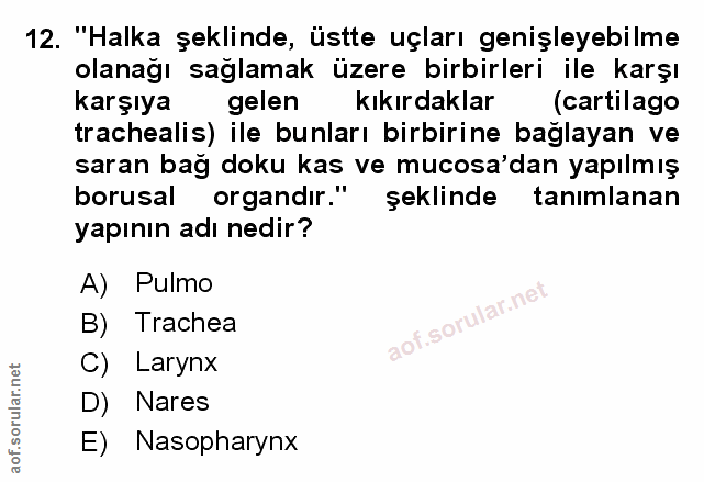 Soru 12
