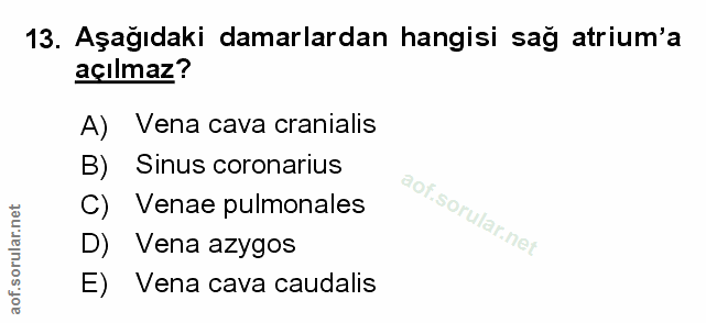 Soru 13