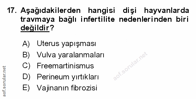 Soru 17
