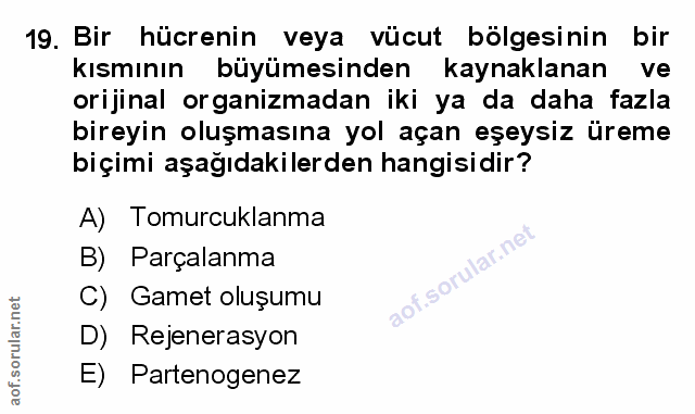 Soru 19