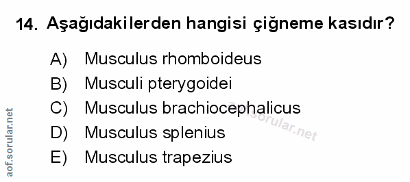Soru 14