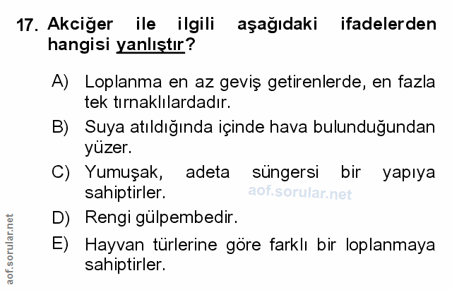 Soru 17