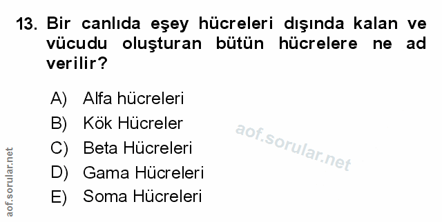 Soru 13