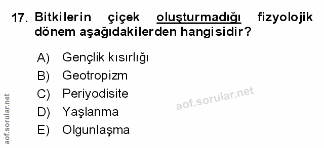 Soru 17