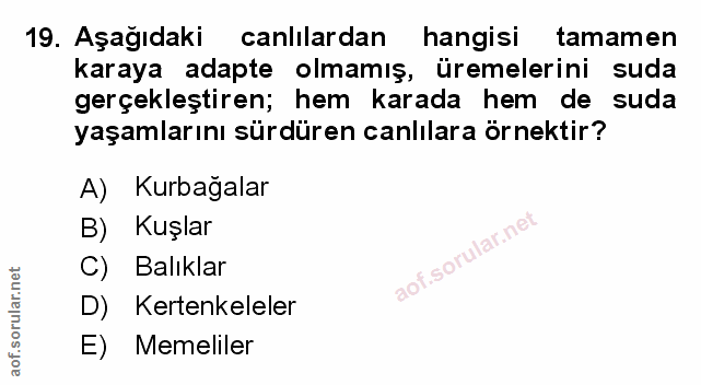 Soru 19