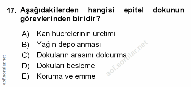 Soru 17
