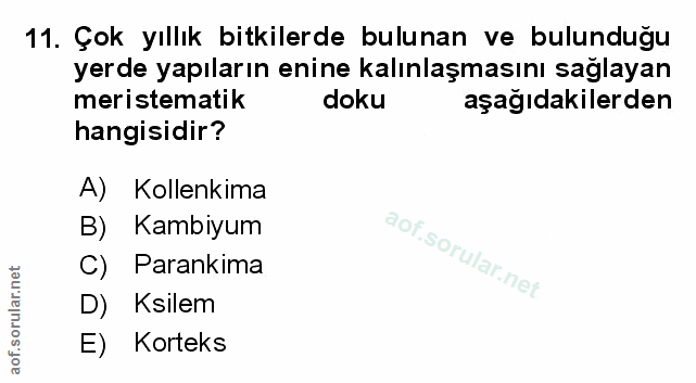 Soru 11