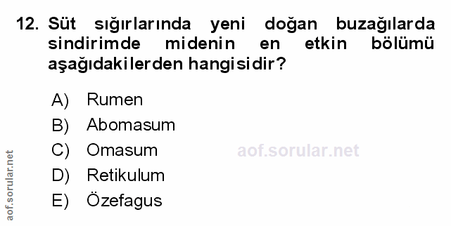 Soru 12