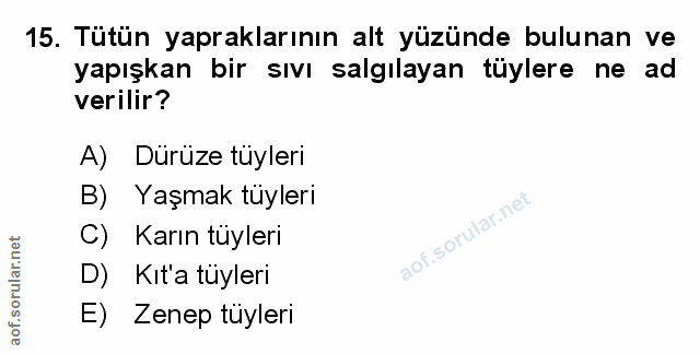 Soru 15