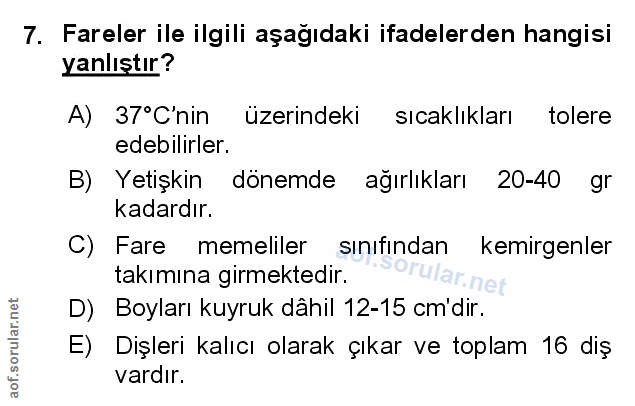 Soru 7