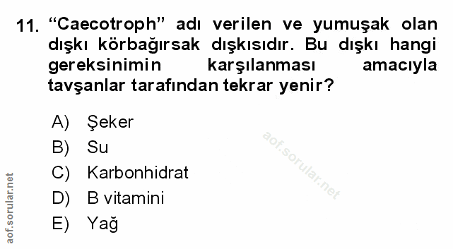 Soru 11